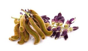 高品質ムクナ・プルリエンス抽出物粉末 ムクナ・プルリエンス 水溶性粉末 10:1 植物性抽出物 中国産 - Product Image 2