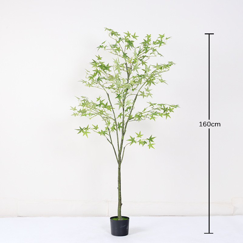 Bonsaï mini érable vert régulier - 160cm