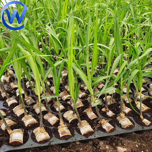 ถาดเพาะกล้าพลาสติกแบบยืดหยุ่น 50 หลุม สำหรับเพาะกล้าอ้อยในป่า ถาดเพาะกล้าสำหรับพริก จากประเทศจีน - Product Image 1