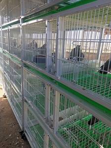 Nouveau type de cages avant de pigeon pliables avec des prix bon marché de haute qualité - Product Image 6
