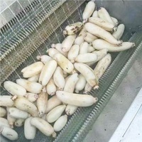 Automatische aardappel schilmachine, commerciële industriële wasmachine en schiller voor groenten, yam, taro en wortel
