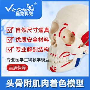 Simulation pédagogique : modèle de crâne naturel à l'échelle 1:1 avec coloration musculaire ; anatomie du crâne ; crâne simulé. - Product Image 5