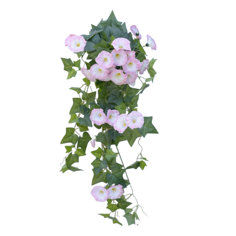 Morning glory (light pink)