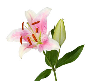 Approvisionnement direct d'usine en extrait de <span class=keywords><strong>bulbe</strong></span> de <span class=keywords><strong>Lilium</strong></span> Candidum de haute qualité, extrait de fleur de <span class=keywords><strong>Lilium</strong></span> Candidum - Product Image 3