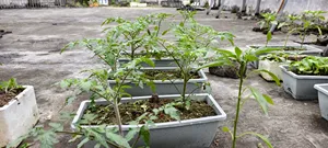 Pot rectangulaire pour légumes de balcon - Product Image 6