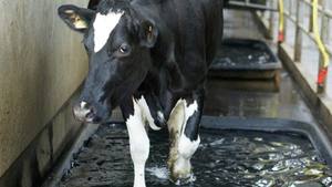 Bak Mandi Kaki Kuda Plastik pp Wadah Bak Mandi Kaki Sapi dan Ternak Hitam 1m - Product Image 6