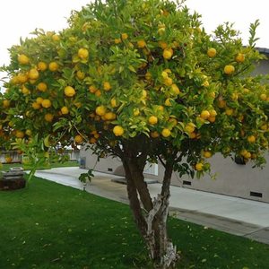 Terriccio Agrumi 20L Con Osmocote Per Limoni Aranci Mandarini E Kumquat - Product Image 5