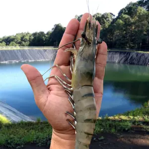 Revestimiento de granja de peces de acuicultura, revestimiento de estanque de tanque de cría de peces HDPE, revestimiento de Geomembrana para estanque de camarones, estanque de peces