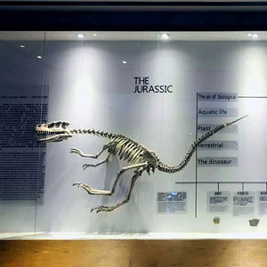 Esqueleto de <span class=keywords><strong>dinosaurio</strong></span> Artificial, calidad de museo, tamaño real - Product Image 2