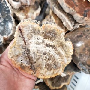 Bán Sỉ Tấm Gỗ Hóa Thạch Tự Nhiên Được Đánh Bóng Mẫu Lát Đá Thô, Miếng Gỗ Hóa Đá - Product Image 5