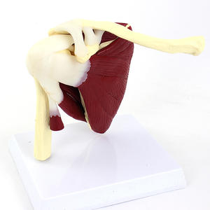 Modelo de Ciencia Médica a Escala Real de Articulación del Hombro <span class=keywords><strong>Humano</strong></span> con Músculos <span class=keywords><strong>y</strong></span> Ligamentos - Product Image 5