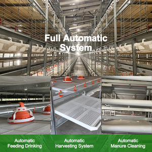 Thiết bị chăn nuôi gia cầm, chuồng nuôi gà thịt tự động thu hoạch kiểu <span class=keywords><strong>H</strong></span>, chuồng nuôi gà thịt tầng tầng, dành cho 50.000 con gà. - Product Image 3