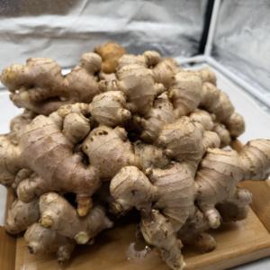 Jengibre Chino Orgánico de Nueva Cosecha, 100% Puro y Natural, Marca Óptima, Jengibre Fresco para Mayoristas de Alimentos - Product Image 5
