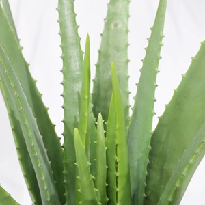 Plantas Artificiales <span class=keywords><strong>de</strong></span> Aloe <span class=keywords><strong>Vera</strong></span> al por Mayor, Plantas Suculentas en Maceta para Decoración <span class=keywords><strong>de</strong></span> Interiores - Product Image 4