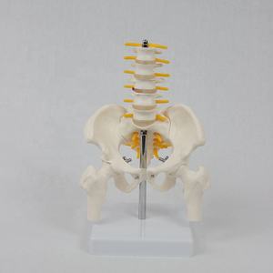Science médicale meilleure vente bassin grandeur nature avec 5 pièces modèle anatomique d'enseignement des vertèbres lombaires à bon prix - Product Image 2