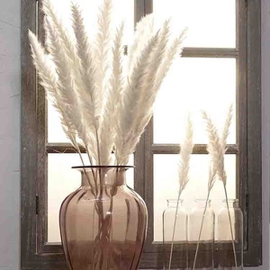 SZ0494 Alta Qualità 15 Pezzi Mazzo di Erba della Pampa Essiccata 60cm Soffice Erba della Pampa Naturale Viola Piccola per Vendita all'Ingrosso - Product Image 5