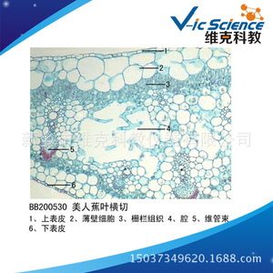 Cross section of canna leaf; plant slide; leaf and leaf metamorphosis; animal and plant section specimens; for <b>microscope</b> use. - Product Image 5