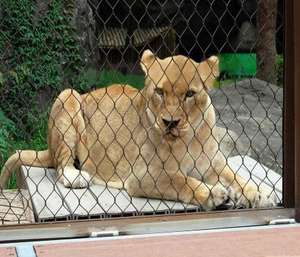 Malla de cuerda de acero inoxidable a precio de fábrica con diámetro de alambre de 2mm y apertura de malla de 50mm para barrera de zoológico - Product Image 2