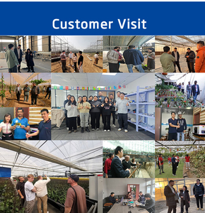 उच्च दक्षता बड़े वाणिज्यिक बहु-अवधि कृषि ग्रीनहाउस फ्रेम पॉली कार्बोनेट ग्रीनहाउस - Product Image 6