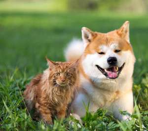 בתפזורת סיטונאי לחיות מחמד meo יבש חתול מזון - Product Image 5