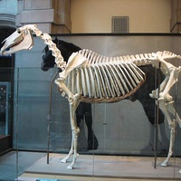 Squelette de cheval grandeur nature en acier et fibre de verre de haute qualité pour les expositions muséales, les parcs d'aventure et l'utilisation en intérieur