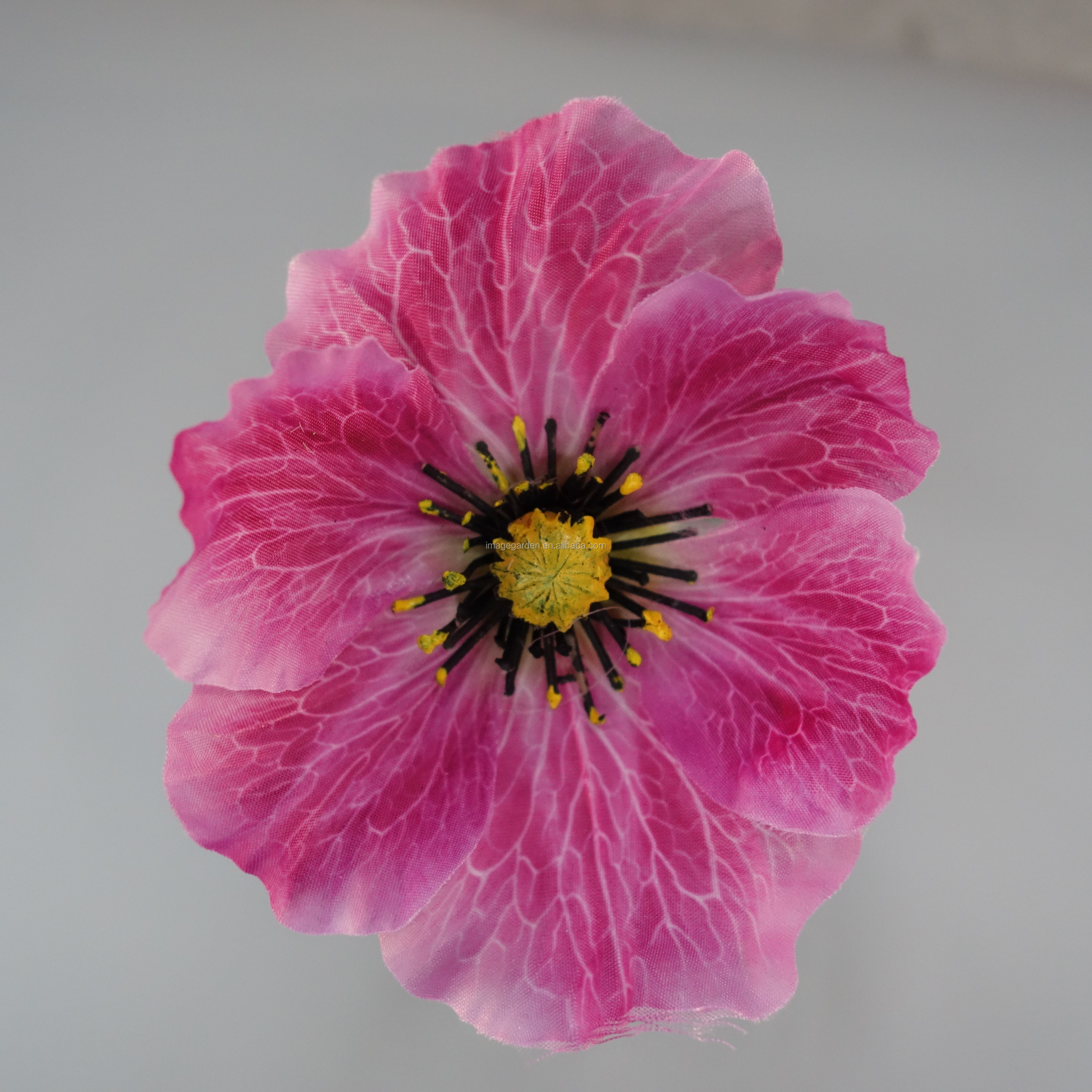 Fuschia