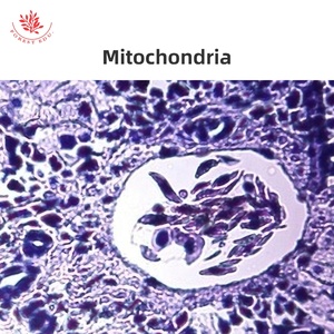 Preparaciones de <span class=keywords><strong>Microscopio</strong></span> de División Celular, Multiplicación de Raíz de Cebolla L.S., Meiosis de Saltamontes Sec. <span class=keywords><strong>Mitosis</strong></span> de Animales Sec. Huevo de Parascaris - Product Image 4