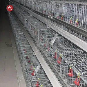 Diseño de las gallinas ponedoras melancólico pollo productor jaula