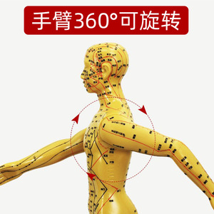 Acupoint <b>Model</b> Human Body Teaching 58cm60cm PVC Reusable Exhibit For Education - Product Image 4