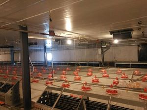 Gia Cầm Hệ Thống Cho Ăn Tự Động/Động Vật Feeders/<span class=keywords><strong>Chiken</strong></span> Trang Trại Thiết Bị Gia Cầm - Product Image 2