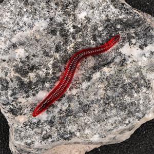 Appât Vivant, Vers Mou, Leurre de Pêche, Matériel PP, Vers Rouge Poudreux pour la Pêche au Bar et à la Truite en Eau Douce - Product Image 3