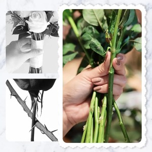 Herramienta para Quitar Espinas de Rosas, Removedor de Espinas, Pelador de Hojas, Removedor de Flores, Herramienta para Jardinería, Floristería y Hogar - Product Image 4