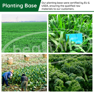 مسحوق فاكهة الأفوكادو القابل للذوبان في الماء بدرجة غذائية للبيع بالجملة، مسحوق زيت الأفوكادو المضغوط على البارد بنسبة 50٪ - Product Image 2