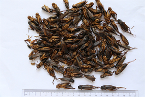 Sıcak satış ince işlenmiş dondurularak kurutulmuş 4-6cm pelet solucanlar balık gıda cilt ve ceket sağlık için - Product Image 4