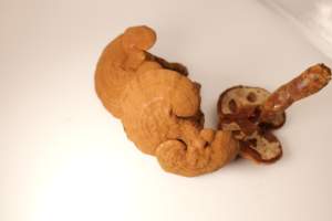 Дикий Рейши органический культивируемый цельный сушеный Ганодерма линчжи красный Ганодерма <span class=keywords><strong>Lucidum</strong></span> - Product Image 5