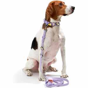 스카이누오 오리지널 제조업체 패션 골드 버클 PVC 방수 반려동물 강아지 고양이 목줄 및 리드줄 세트 맞춤형 참 장식 귀여운 - Product Image 6