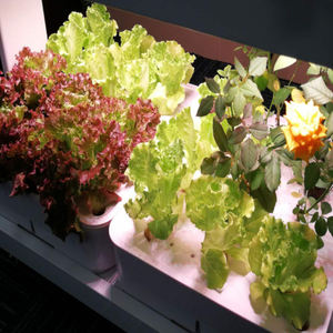 Ménage Planteur Armoire Shell Plantes Cultiver <span class=keywords><strong>Lampe</strong></span> Hydroponique Légumes Fleurs Plantation Aquaponique Vertical Agriculture - Product Image 4