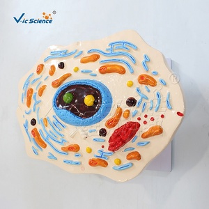 Modèle d'ultrastructure cellulaire animale grossi 20000 fois, 30x19x43cm, numéroté pour l'enseignement des sciences médicales CE ISO ROHS CNAS - Product Image 2