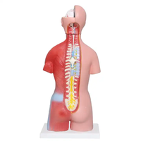 Mannequin de Torse Anatomique Médical Éducatif de 45 cm, 23 Pièces, Matériel Personnalisable, Démonstration Éducative, OEM