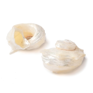 PandaHall 30 Pezzi Ciondoli a Forma di Conchiglia Naturale alla Moda con Anelli in <span class=keywords><strong>Ferro</strong></span> Tono Oro Chiaro per Braccialetti - Product Image 6