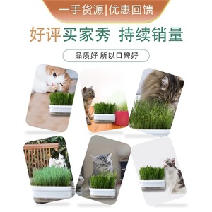 Snacks para gatos al por mayor con envío directo, cajas hidropónicas para plantar hierba gatera, macetas para hierba gatera, sets de cajas hidropónicas para hierba gatera - Product Image 3