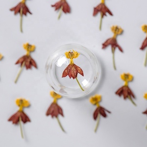 12 pz/borsa Bloodflower Milkweed Butterflyweed Nail Art Flower pianta naturale eco-friendly Real Pressed Flower - Product Image 3