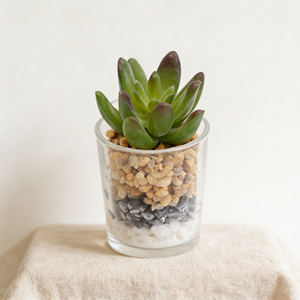 <span class=keywords><strong>Echeveria</strong></span> Artificial en Maceta de Vidrio Pequeña, Planta Suculenta Artificial, Loto de Jade, para Decoración de Hogar, Oficina y Escritorio - Product Image 2