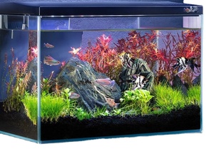 Petit <span class=keywords><strong>aquarium</strong></span> paysager sans eau en verre carré pour salon - Product Image 2