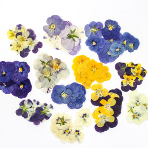<span class=keywords><strong>Viola</strong></span> pansy บีบแห้งสามสีสำหรับตกแต่งร่างกายใบหน้าและแต่งหน้าเทียน DIY เคสโทรศัพท์เครื่องประดับเล็บ - Product Image 5