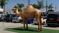 Chameau gonflable géant à thème animalier, grande taille, durable, pour la décoration extérieure des centres commerciaux et des activités