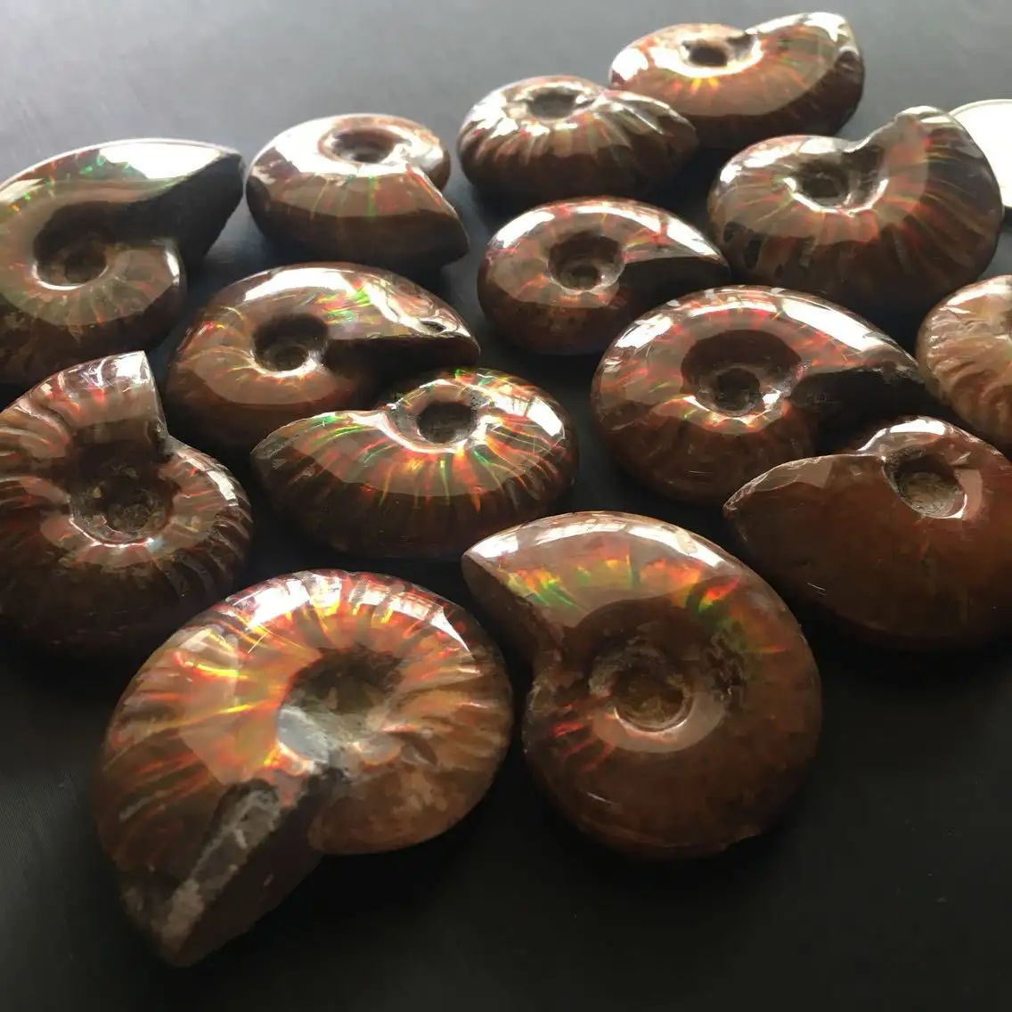 2023 Quý Chất Lượng Cao Tự Nhiên Ammonite Hóa Thạch Ốc Để Bán Quà Tặng Kỳ Nghỉ Bộ Đồ Trang Trí