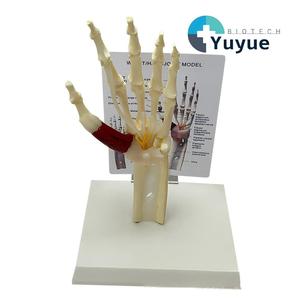 แบบจำลองข้อต่อข้อมือมนุษย์พร้อมกล้ามเนื้อ เอ็น ข้อต่อ และเส้นประสาท สำหรับ<span class=keywords><strong>การ</strong></span>เรียนการสอนทาง<span class=keywords><strong>การ</strong></span>แพทย์ - Product Image 1