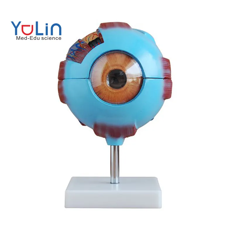 medical science teaching resource blue color 6X enlarged eyeball model with base for hospital display