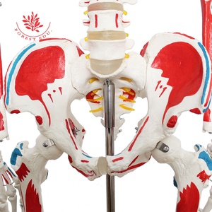 Recursos de enseñanza Cuerpo entero Impreso a mano Músculo Punto de inicio y finalización 180cm Modelo de <span class=keywords><strong>esqueleto</strong></span> de Anatomía Humana - Product Image 5